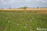 Kievitsbloem (Fritillaria spec)