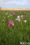 Fritillary (Fritillaria spec)