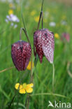 Kievitsbloem (Fritillaria spec)