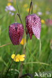 Kievitsbloem (Fritillaria spec)