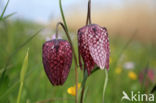 Fritillary (Fritillaria spec)