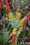 Lichen