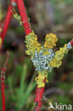 Lichen