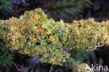 Lichen