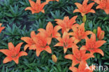 Lelie (Lilium)