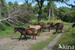 Horse (Equus spp)