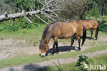 Horse (Equus spp)