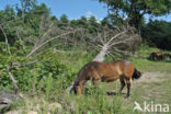 Paard (Equus spp)