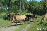 Paard (Equus spp)