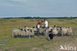 Schaap (Ovis domesticus)