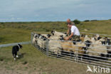 Schaap (Ovis domesticus)