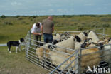 Schaap (Ovis domesticus)