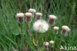 Blue Fleabane (Erigeron acer)