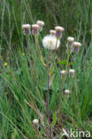 Blue Fleabane (Erigeron acer)