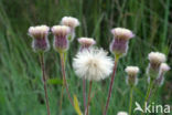 Blue Fleabane (Erigeron acer)
