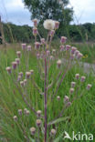 Blue Fleabane (Erigeron acer)