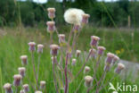 Scherpe fijnstraal (Erigeron acer)