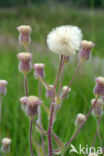 Blue Fleabane (Erigeron acer)