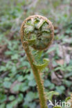 Smalle stekelvaren (Dryopteris carthusiana)