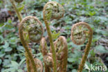 Smalle stekelvaren (Dryopteris carthusiana)