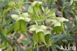 Stinkend nieskruid (Helleborus foetidus)