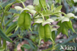 Stinkend nieskruid (Helleborus foetidus)