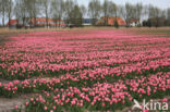 Tulip (Tulipa)