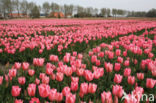 Tulp (Tulipa)