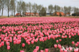 Tulp (Tulipa)