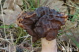 Voorjaarskluifzwam (Gyromitra esculenta)