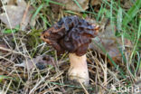 Voorjaarskluifzwam (Gyromitra esculenta)