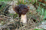 False Morel (Gyromitra esculenta)