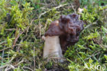 Voorjaarskluifzwam (Gyromitra esculenta)