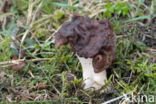 False Morel (Gyromitra esculenta)