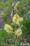 Wilg (Salix)