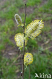 Willow (Salix)