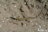 Sand Lizard (Lacerta agilis)