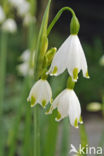 Zomerklokje (Leucojum aestivum)