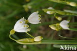 Zomerklokje (Leucojum aestivum)