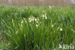 Zomerklokje (Leucojum aestivum)