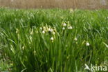 Zomerklokje (Leucojum aestivum)