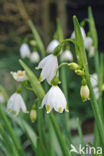 Zomerklokje (Leucojum aestivum)