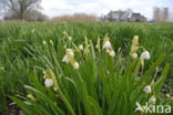 Zomerklokje (Leucojum aestivum)