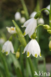 Zomerklokje (Leucojum aestivum)