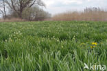 Zomerklokje (Leucojum aestivum)