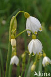 Zomerklokje (Leucojum aestivum)