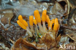 bog beacon (Mitrula paludosa)