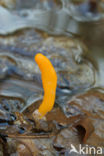 bog beacon (Mitrula paludosa)