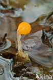 bog beacon (Mitrula paludosa)