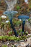 Blauwgroen trechtertje (Omphalina chlorocyanea)